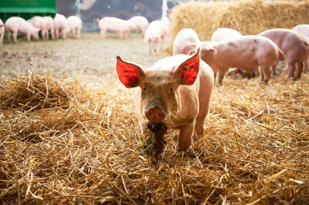 Freilandschweine auf Stroh